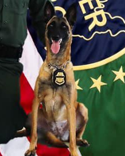 K9 Mina | United States Department of Homeland Security - Customs and Border Protection - United States Border Patrol, U.S. Government