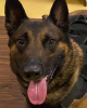 K9 Drago | Floyd County Sheriff's Office, Kentucky