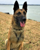 K9 Odin | Virginia State Police, Virginia