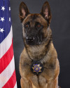 National Police Dog Foundation - Aris260x300-260x300.jpg