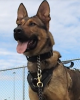 K9 Lux | Delaware Department of Correction, Delaware