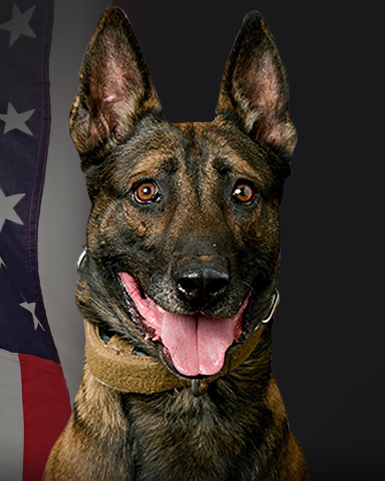 K9 Jack | Los Angeles County Sheriff's Department, California