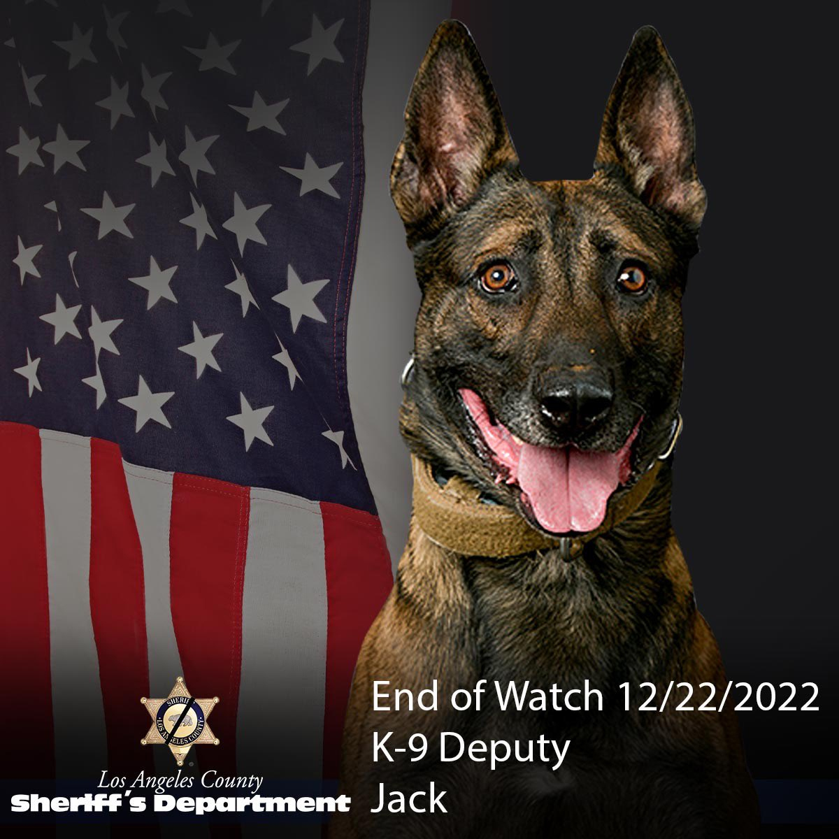 K9 Jack | Los Angeles County Sheriff's Department, California