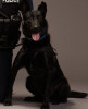 K9 Champ | Kansas City Police Department, Missouri