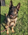 K9 Fredy | United States Department of Homeland Security - Customs and Border Protection - Office of Field Operations, U.S. Government