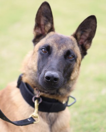 K9 Chase | Cobb County Police Department, Georgia