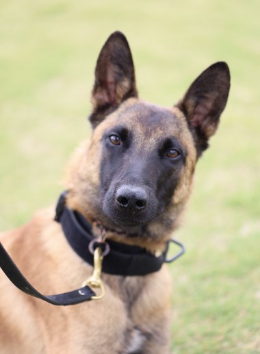 K9 Chase | Cobb County Police Department, Georgia