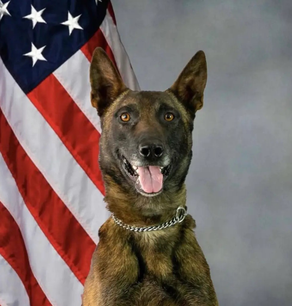 K9 Kenzo | Pima County Sheriff's Department, Arizona