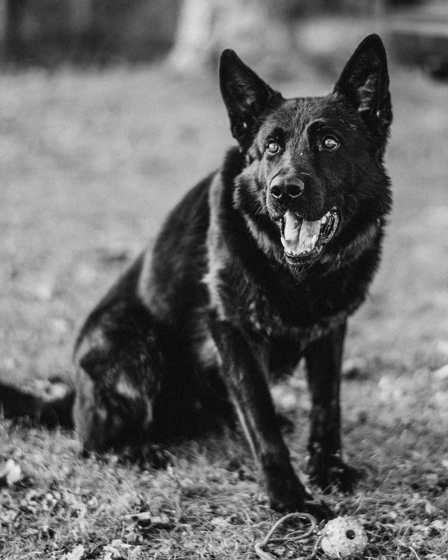 K9 Broko | Connecticut State Police, Connecticut