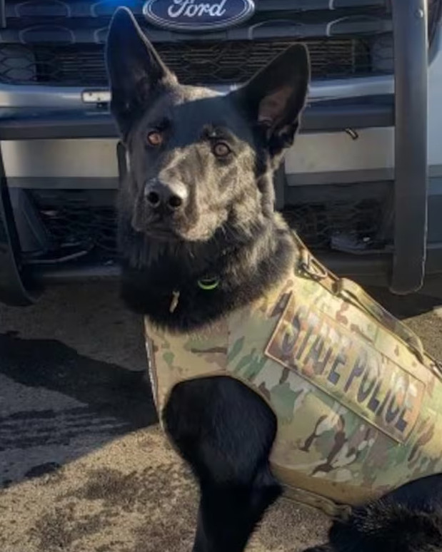 K9 Broko | Connecticut State Police, Connecticut