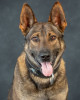 K9 Leo | Marion County Sheriff's Office, Florida