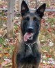 K9 Rivan | Virginia Department of Corrections, Virginia