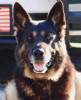 K9 Archer | Madison County Sheriff's Office, Florida