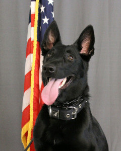 National Police Dog Foundation - Aris260x300-260x300.jpg