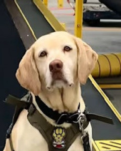 National Police Dog Foundation - Aris260x300-260x300.jpg