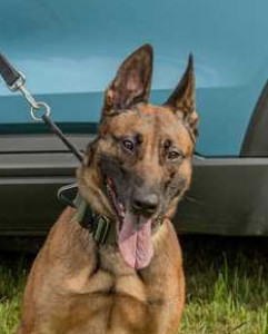 National Police Dog Foundation - Aris260x300-260x300.jpg