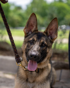 National Police Dog Foundation - Aris260x300-260x300.jpg