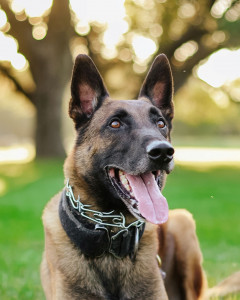 National Police Dog Foundation - Aris260x300-260x300.jpg