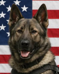 National Police Dog Foundation - Aris260x300-260x300.jpg