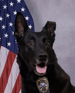 National Police Dog Foundation - Aris260x300-260x300.jpg