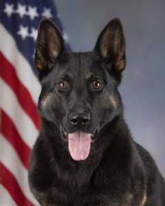 National Police Dog Foundation - Aris260x300-260x300.jpg