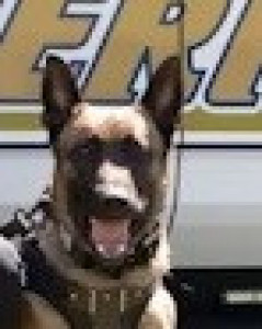 National Police Dog Foundation - Aris260x300-260x300.jpg