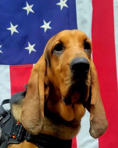 National Police Dog Foundation - Aris260x300-260x300.jpg