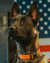K9 Oya | North County Police Cooperative, Missouri