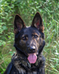 National Police Dog Foundation - Aris260x300-260x300.jpg