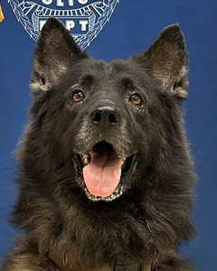 National Police Dog Foundation - Aris260x300-260x300.jpg