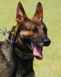 National Police Dog Foundation - Aris260x300-260x300.jpg