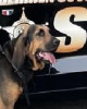 K9 Sissy | Georgia Department of Corrections, Georgia