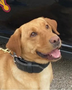 National Police Dog Foundation - Aris260x300-260x300.jpg