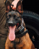 K9 Spike | Burbank Police Department, California
