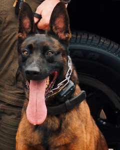 National Police Dog Foundation - Aris260x300-260x300.jpg