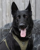 K9 Knight | Chesterfield County Police Department, Virginia