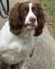 K9 Boomer | Salem County Sheriff's Office, New Jersey