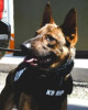 K9 Rip | Salem County Sheriff's Office, New Jersey