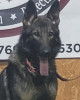 K9 Farock | Fairfield Police Department, Texas