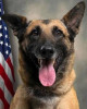 K9 Chilli | Pitt County Sheriff's Office, North Carolina