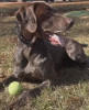 K9 Axel | Grant Parish Sheriff's Office, Louisiana