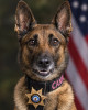 K9 Cato | Hancock County Sheriff's Office, Illinois