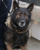 K9 Kylo | Portland Police Bureau, Oregon