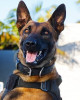 K9 Dundee | Lee County Sheriff's Office, Florida